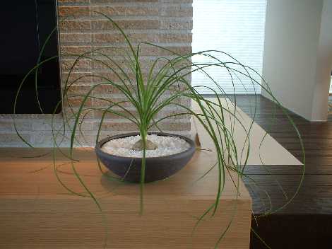 観葉植物のある部屋　モデルルーム　モデルハウス