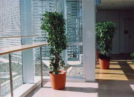 観葉植物のある休憩室